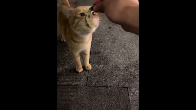 Смешные котики - часть 26