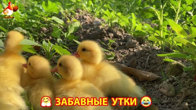 Забавные утки мускусные и пекинские на свободном выгуле ч.(95) ❣️🤗😂