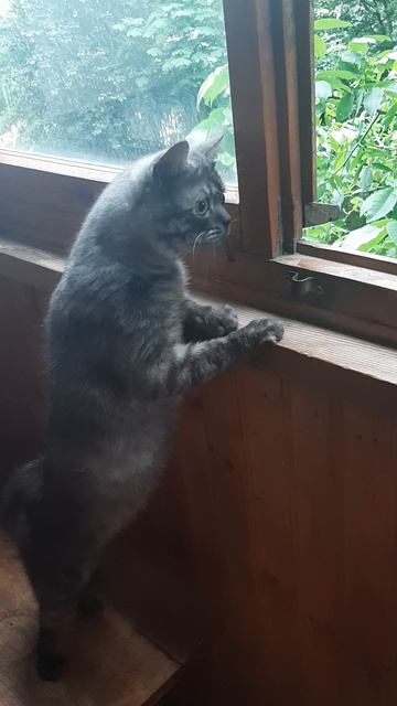мой кот Уголёк 🐱 
Любитель наблюдать за природой с балкона😉
#котики #забавныеживотные