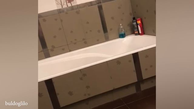 В этой собаке больше драматизма чем в теленовелле