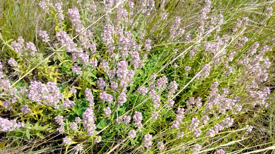 Сбор трав для чая в Воронежской области 😉🌸