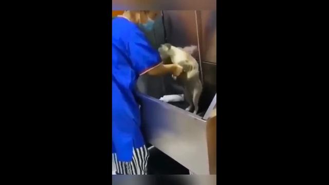 Смешные котики - часть 28