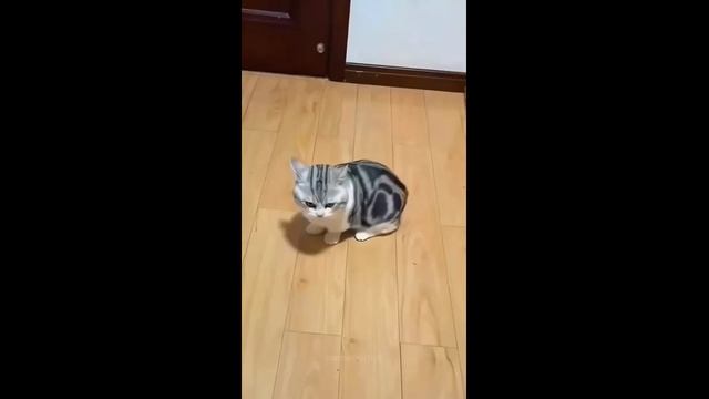 Смешные кошки и собаки - часть 4