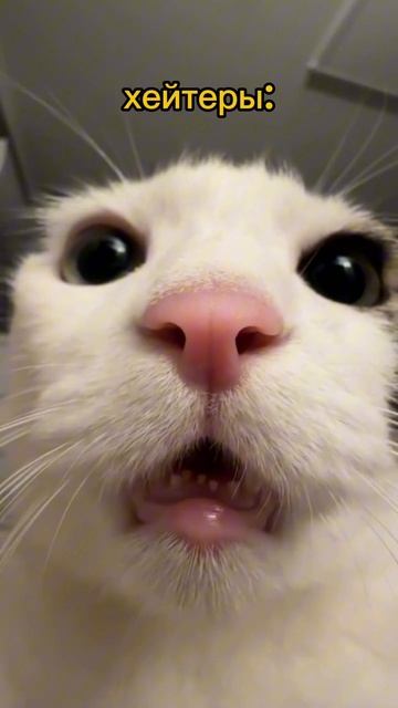 😹😹😹