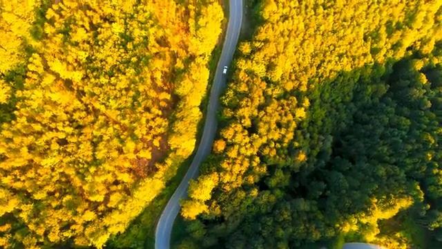 Величие крыльев: мир птиц, ч.5