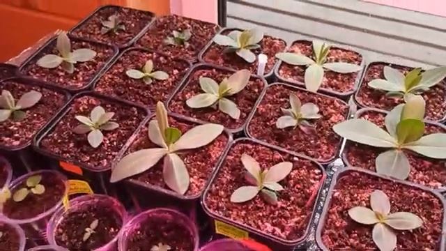 Рассада цветов Часть 5