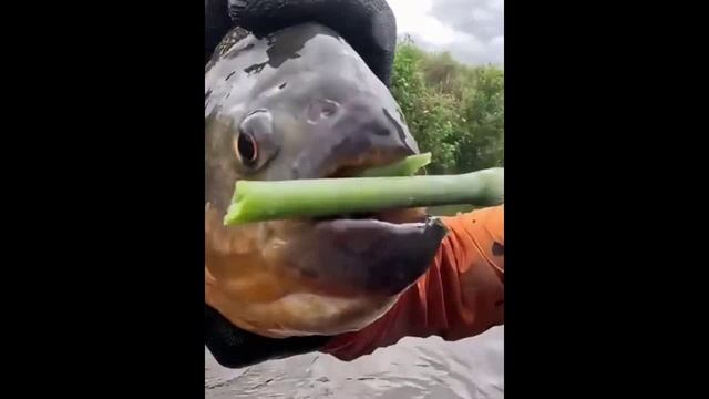 Чубам да на всю ночь...