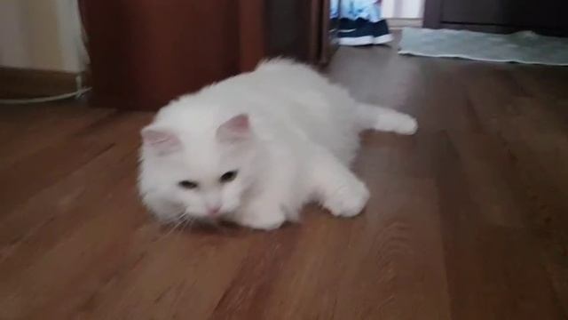 Леся и Сёма - Очень бодрый кот