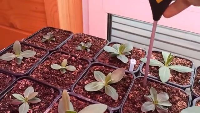 Рассада цветов Часть 2