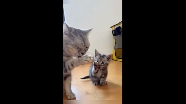 Кошки любят котят - часть 2 2025 год