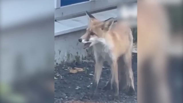 Лисёнок поселился на улице Нартова в Нижнем Новгороде.