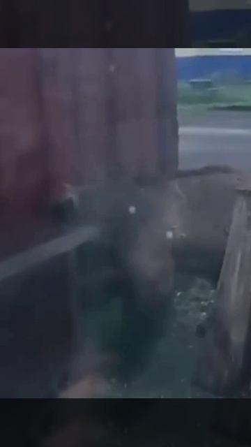 Сосед, открывай!
