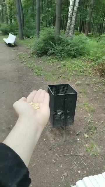 ладони  Синица кормлю