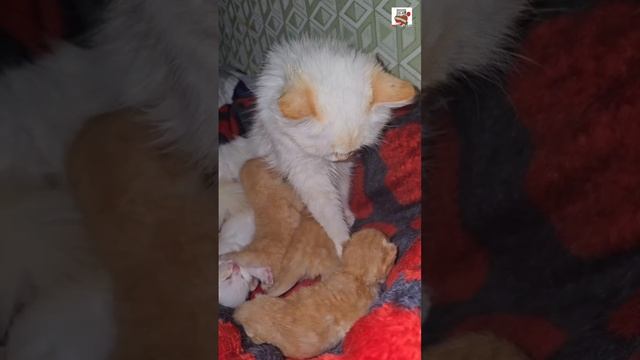 Спокойной ночи Ребята 🌜😽❤️😽🍼🐈🐈🐈🐈🐈