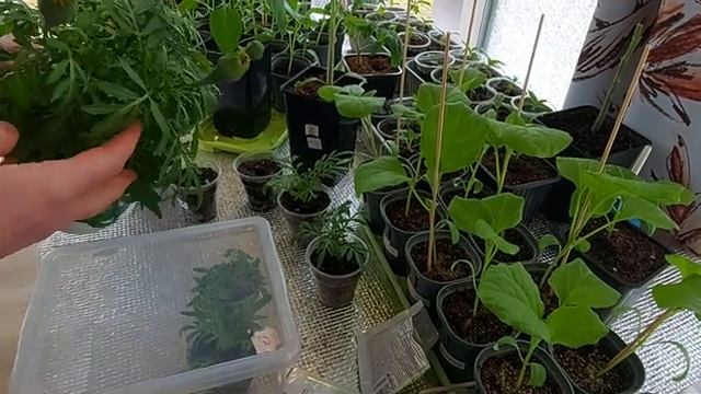 Бархатцы Антигуа и Перфекшн Черенкуем Результат 100 % Часть 5