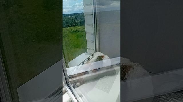 Мурка ловит солнечные лучики пока они есть)))). С нашим летом 2025 это редкость((.
