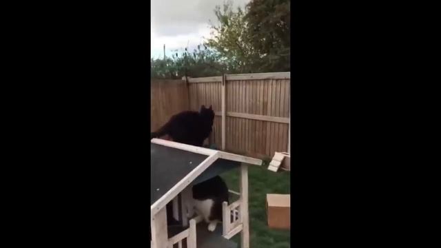 Приколы С Животными 134
