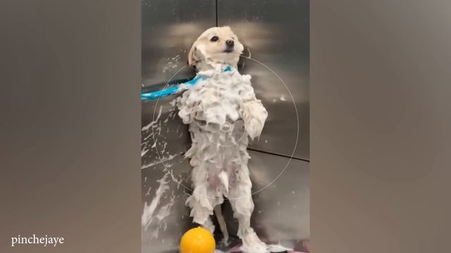 Когда вам нужна собака для защиты но вы нанимаете комика