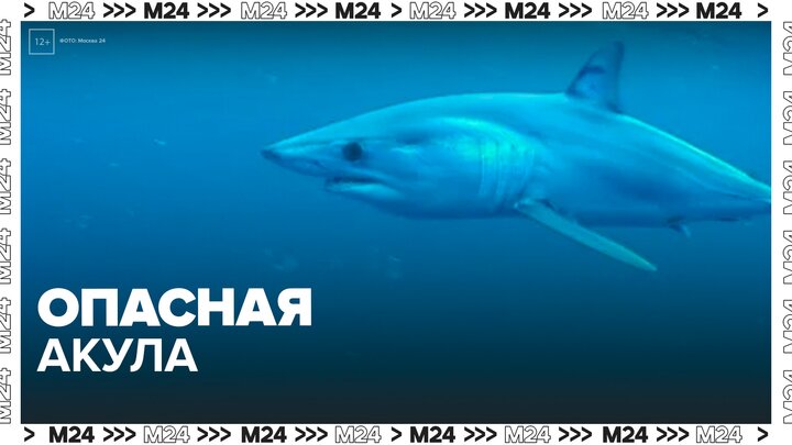 В Приморье заметили опасную акулу мако - Москва 24