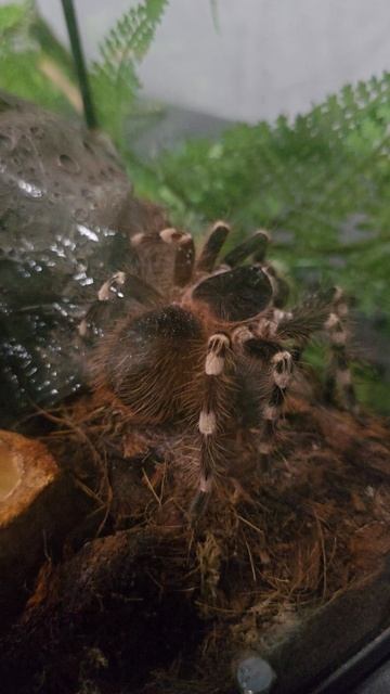 #паук #птицеед #reels #short #shorts #margo #shortvideo #shortsvideo #spider #nature #animals #happy