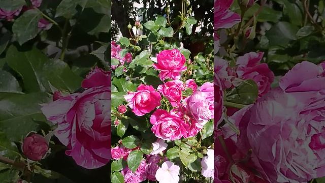 роза Инес Састр