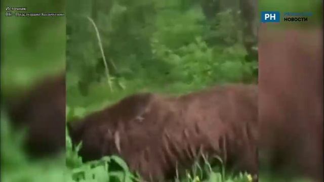 В соседнем с Рязанской областью регионе заметили медведя