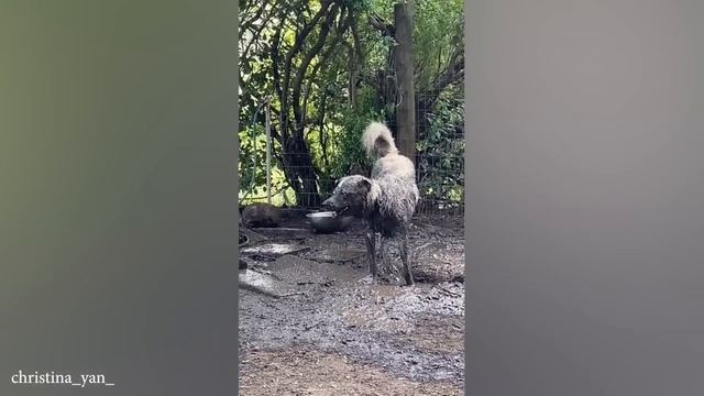 Эффектная собака породы Хаски - это идеальный способ начать свой день