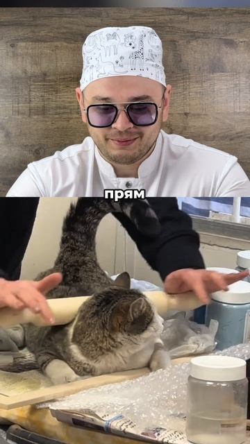Сеанс массажа 🐈