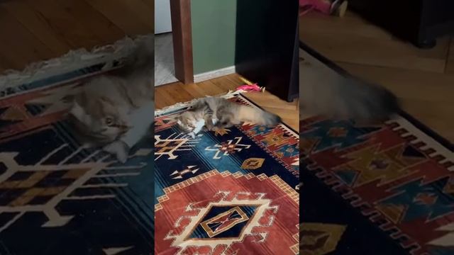 1000110779.mp4