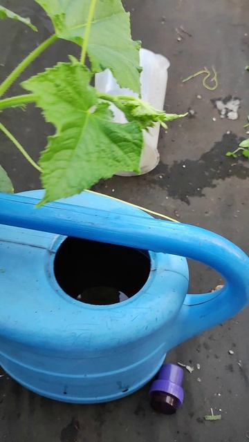ПОДКОРМКА ОГУРЦОВ под КОРЕНЬ и ПО ЛИСТУ, завязей море, не гниют и не чернеют #огород #огурцы