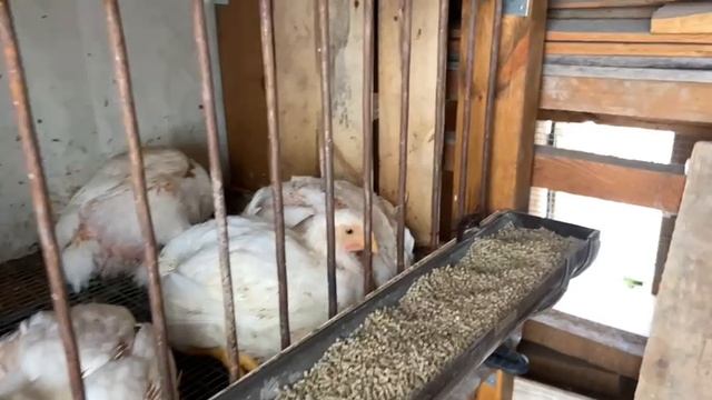 Нашим Бройлерам 37 дней