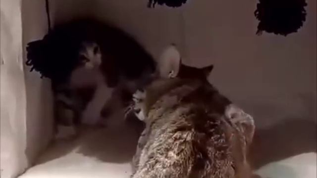 Кошка терпением и любовью победила его страх.