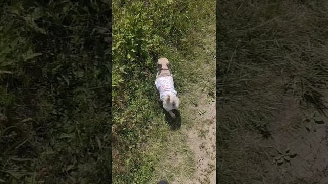 Щенок мопса устроил ПЛЯСКУ в траве! 🤣🐶 Вот это талант!