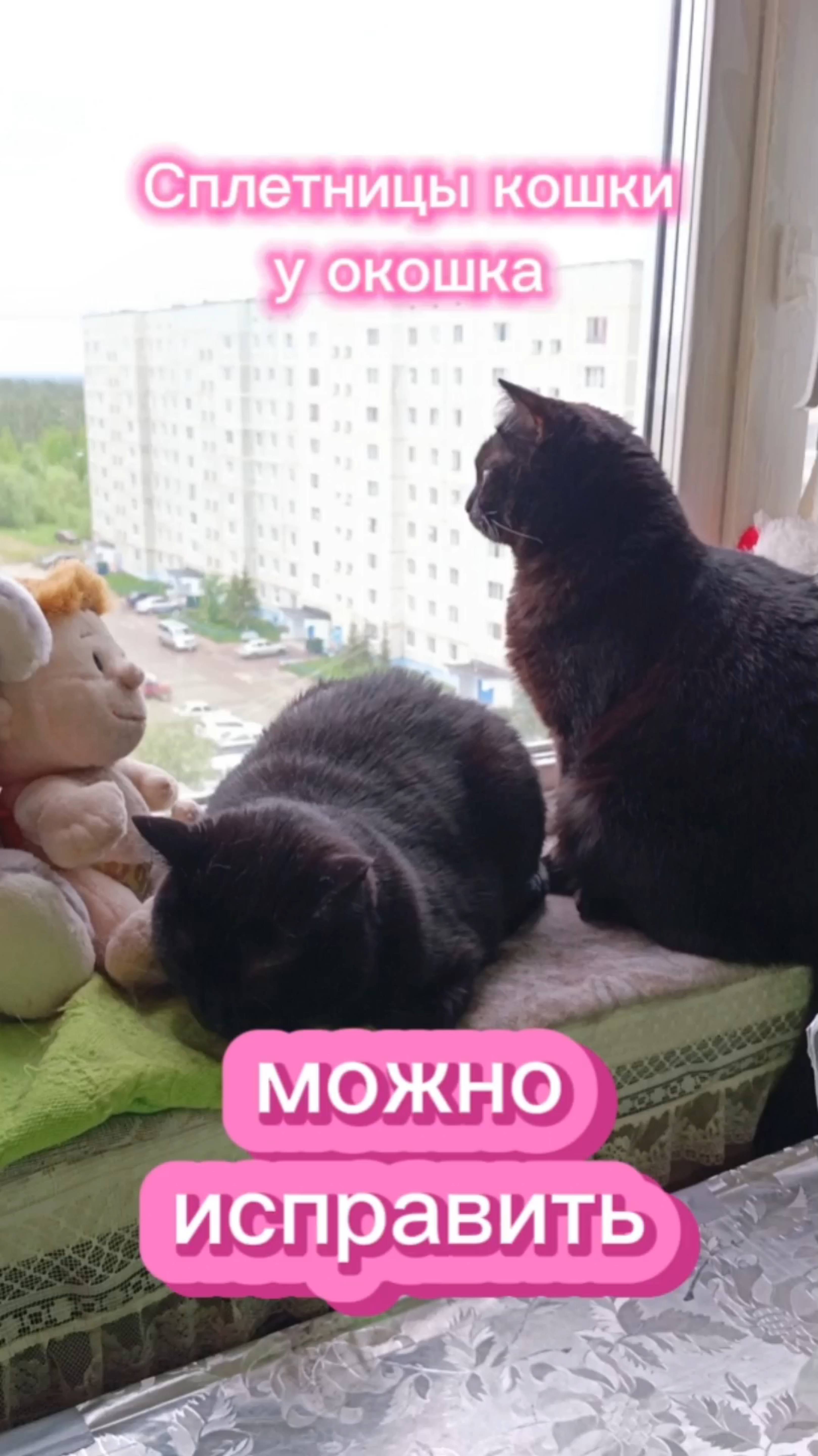 Кошки с озвучками.