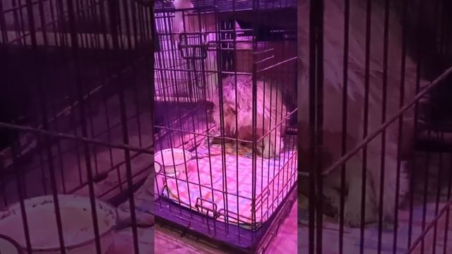 Тотошке каша не по нраву, сейчас кормим сухим кормом, но кошачьим, нужно покупать собачьий