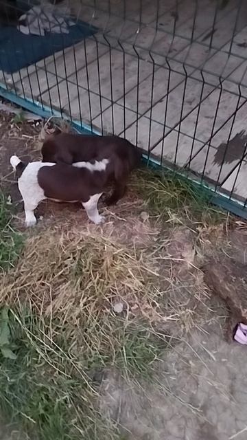в щенкограде драка