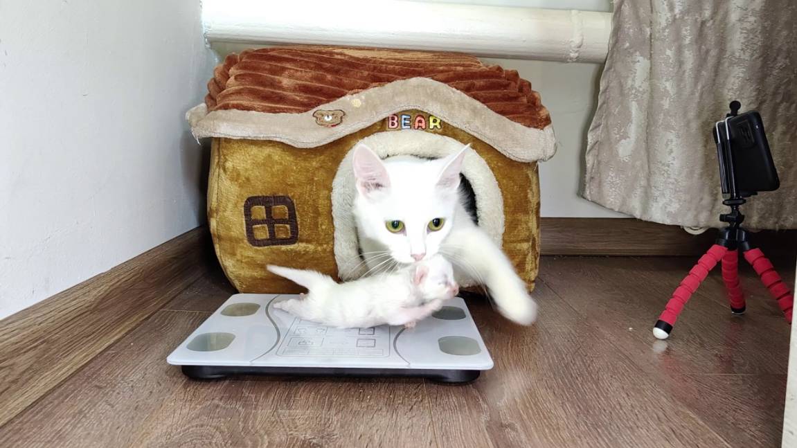 Мама-кошка переносит котенка на его старое место.