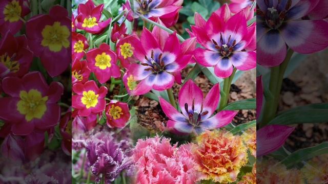 video_10498825786738 (1).mp4