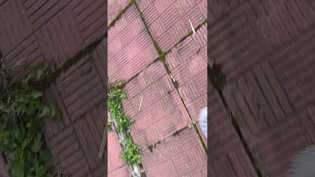 Знакомство с собаками