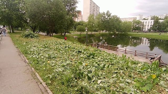 Безжалостный жилищник Солнцево вырубил все кусты редкого растения