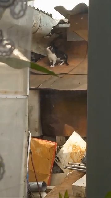В ВЯТСКИХ ПОЛЯНАХ ИЩУТ ДОМ ДЛЯ КОТЯТ