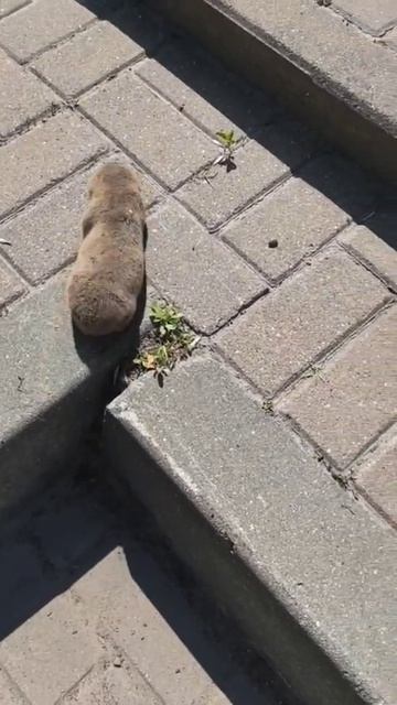 крот