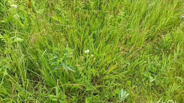 Кайлас, ищем по следу