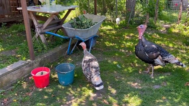 В ДЕРЕВНЕ СКУЧАТЬ НЕКОГДА! У нас снова пополнение!