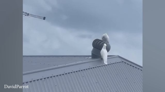 Орангутанг хочет увидеть волшебный трюк с самыми смешными видео о животных