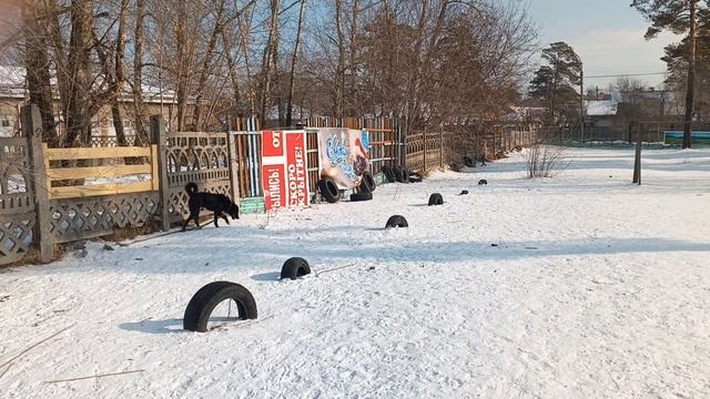 Шуша на выгуле