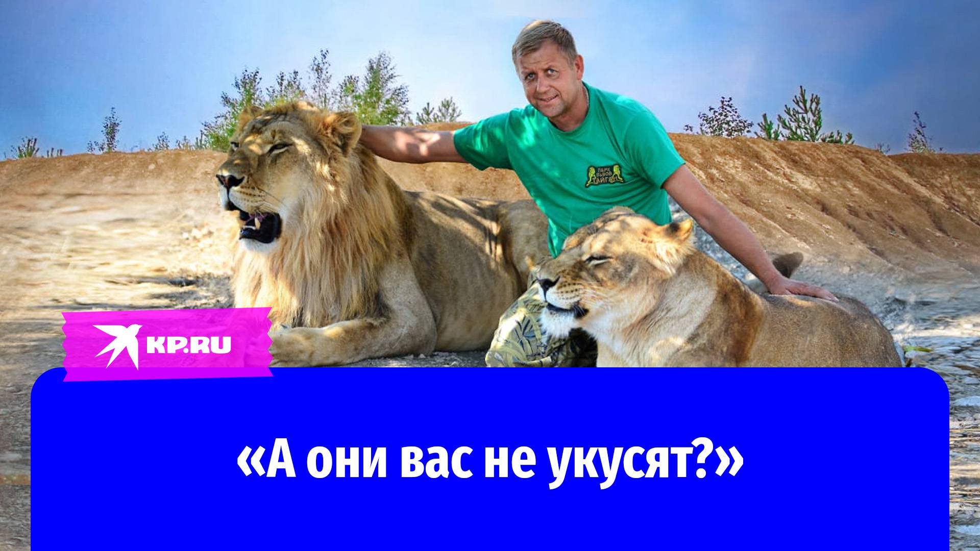 За секунды до нападения льва: появилось видео, как директор парка «Тайган» кормит хищников