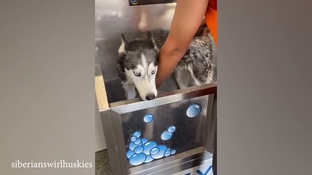 Забавная реакция собаки когда ваша собака не хочет принимать ванну