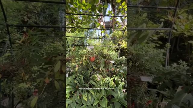 Видеоролик для путеводителя с мультимедиа «ГОРОДСКОЕ ПУТЕШЕСТВИЕ». БОТСАД