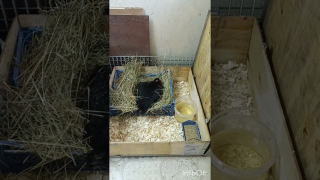 26-06-2025. Просто накрыла ящиком и перенесла.🐔